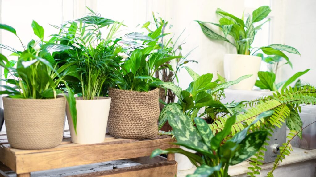 Indoor Jungle on a Budget